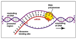 AP Biology slyacademy.com